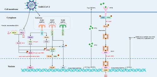 Figure 3. The mapping of antiviral drug targets focusing on SARS-CoV-2 antagonism of host innate immune signaling pathways. On the one hand, SARS-CoV-2 infection activates the host innate immune signaling pathways, thereby promoting the expression of type I/III interferons and downstream ISGs. On the other hand, SARS-CoV-2 can suppress the expression of interferons and downstream ISGs by targeting and inhibiting PRRs, signaling proteins, transcription factors, and interferon-activated JAK/STAT signal transduction. Theoretically, the viral antagonism of host innate immune signaling pathways could be used as potential antiviral drug targets. The red lines indicate that SARS-CoV-2 proteins target various steps of host innate immune signaling pathways.