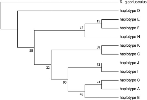 Figure 3. Bootstrap consensus tree for 11 haplotypes and outgroup. The evolutionary history was inferred using the Maximum Parsimony method. Branches corresponding to partitions reproduced in less than 50% bootstrap replicates are collapsed. The percentage of replicate trees in which the associated taxa clustered together in the bootstrap test (500 replicates) are shown next to the branches. The analysis involved 12 nucleotide sequences. There were a total of 1740 positions in the final dataset.
