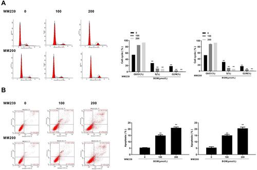 Figure 3 BGM induces the cell cycle arrest and apoptosis in the melanoma cells. (A and B) The WM239 and MM200 cells were treated with BGM at the indicated dose. (A) The cell cycle was analyzed by flow cytometry analysis in the cells. (B) The cell apoptosis was measure by flow cytometry analysis in the cells. Data are presented as mean ± SEM. Statistic significant differences were indicated: **P < 0.01.