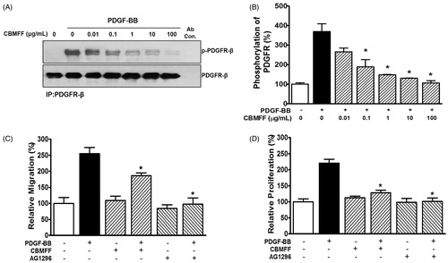 Figure 3. Effect of Chrysanthemum boreale Makino flower floral water on PDGF-BB-induced phosphorylation of PDGF receptor-β. (A) RASMCs were incubated in the absence or presence of steam-distilled floral water of Chrysanthemum boreale Makino flower (CBMFF: 0.01–100 μg/mL) for 30 min, and then treated with PDGF-BB (10 ng/mL) for 10 min. The cell lysates were immunoprecipitated with anti-PDGFR-β antibody, and then immunoblotted with anti-phospho-tyrosine (4G10) antibody. The total expression of PDGFR-β was determined by immunoblotting with an anti-PDGFR-β antibody. (B) A statistical graph was obtained from panel A. The ratio of phosphorylated/non-phosphorylated PDGFR-β in the basal state is expressed as 100% (n = 4). (C) Effect of PDGFR inhibitor on PDGF-BB-induced RASMC migration. Cells were preincubated with PDGFR inhibitor AG1296 (10 μM) or steam-distilled extract floral water of Chrysanthemum boreale Makino flower (CBMFF; 100 μg/mL) and then they were stimulated with 10 ng/mL PDGF-BB from 90 min. (D) Effect of PDGFR inhibitor on PDGF-BB-induced RASMC proliferation. Cells were treated for 48 h with or without PDGF-BB (10 ng/mL), AG1296 (10 μM), or steam-distilled extract floral water of Chrysanthemum boreale Makino flower (CBMFF; 100 μg/mL). Cell migration (C) and proliferation (D) were examined using Boyden chamber assay and a XTT assay, respectively, as described in the Methods section. Migration and proliferation in the quiescent state are expressed as 100% (n = 8), respectively. Two-way ANOVA, *p < 0.05 versus the PDGF-BB-stimulated state. IB, immunoblotting; IP, immunoprecipitation; p-PDGFR-β, phosphorylated PDGFR-β; Ab con, antibody control.