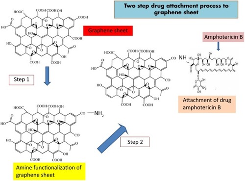 Figure 1 Schematic representation of amphotericin B attachment to functionalized graphene sheet.