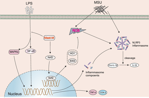 Figure 7 Schematic diagram showing the effect of Mast-M on LPS plus MSU-stimulated NLRP3 inflammasome activation in macrophages.