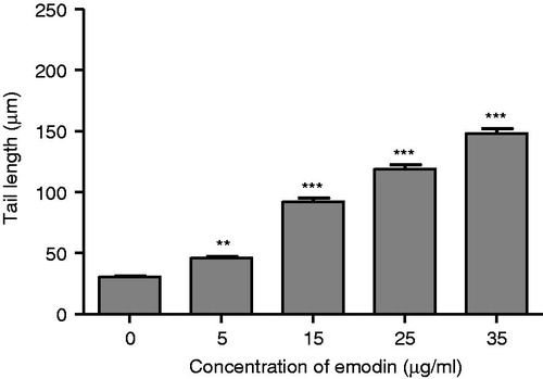 Figure 4. Effect of emodin (0, 5, 15, 25 and 35 µg/mL) on DNA damage in MCF-7 cells after the 72-h treatment represented as comet tail length (µm). Data are expressed as mean ± SEM, n = 100. **p < 0.01 and ***p < 0.001 represent significant differences when compared with the control group.