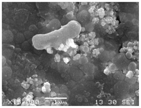 Figure 6 Pseudomonas aeruginosa, scanning electron microscope. P. aeruginosa cells attached to the Earth-plus granules showed a rod shape with a partially depressed surface.