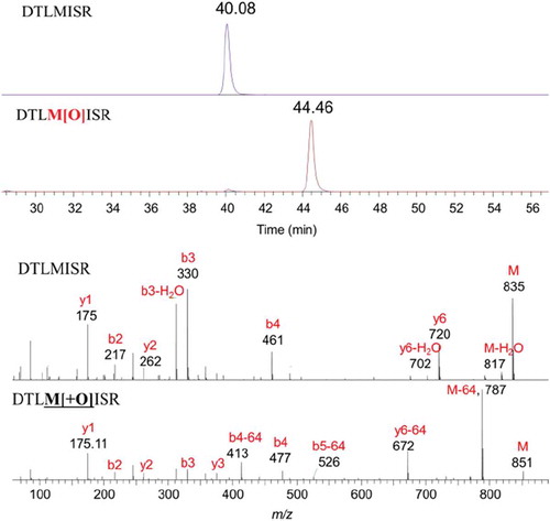 Figure 4. Representative chromatograms and mass spectra of methionine-containing peptides H17 and its oxidized form (gradient 2).