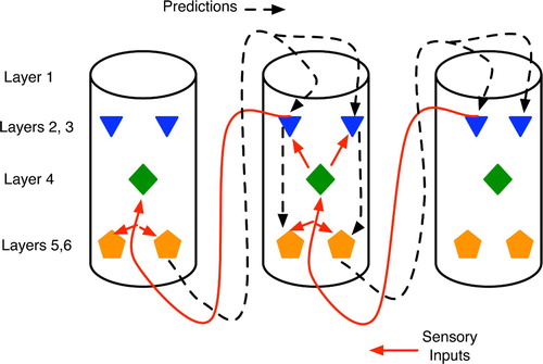 Figure 15. Abstract view of cortical columns and top-down versus bottom-up information flow. Bottom-up flow (solid lines) goes from layers 2 and 3 of the sending column to layer 4 of the higher-level column, but with additional synapses on to the large pyramidals in layers 5 and 6 (pentagons). In the top-down pathway (dotted line), large pyramidals output to layer 1 of lower-level columns, with the signal eventually reaching layers 5 and 6 via either the layer 2–3 relays or directly via long dendrites from the large pyramidals.