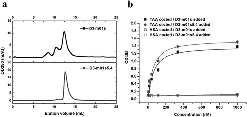 Figure 8. Application of m01s5.4 in a specific m01s-based binder (D3-m01s) against a tumor-associated antigen (TAA). (a). Oligomer formation of the parental clone D3-m01s and its mutant D3-m01s5.4 measured by SEC. D3-m01s5.4 exists as a monomer, while the mixture is observed in D3-m01s. (b). Comparison of binding of D3-m01s and D3-m01s5.4 to TAA measured by ELISA. The EC50 of binding of D3-m01s and D3-m01s5.4 to TAA is about 63 and 45 nM, respectively, indicating the promising application value of m01s5.4