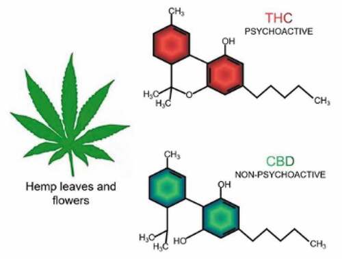 Figure 2. Hemp flowers and leaves.