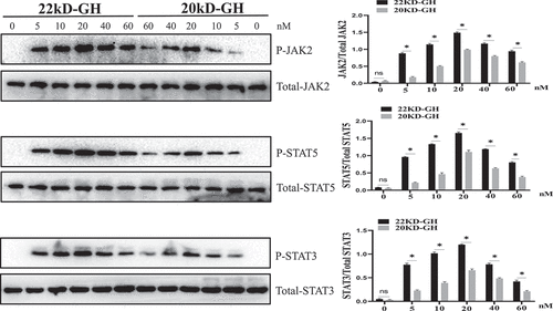 Figure 4. Dose response of JAK2/STATs phosphorylation induced by 22 kD-GH or 20 kD-GH. The cells were treatment with the indicated dosages of 20 kD-GH or 22 kD-GH for 30 min. The proteins form cell samples were then prepared, and subjected to SDS-PAGE, Western blot analyses were then performed as described as in the Materials and Methods section. Densitometry data for p-JAK2, and p-STATs were normalized to that of non-phosphorylated JAK2 and STAT5/3. Data are presented as mean ± standard deviation (SD). The asterisk indicates that the phosphorylation level is significantly different.
