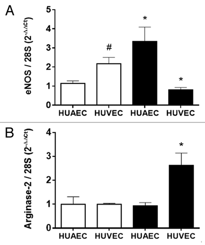 Figure 1. Expression of eNOS and arginase-2 in normal and IUGR cells relative to normal HUAEC. Quantification of eNOS (A) and arginase-2 (B) mRNA levels in control (open bars, n = 5) and IUGR (solid bars, n = 5) cultured HUAEC and HUVEC. Values are mean ± SEM *p < 0.05, vs. corresponding normal cells, #p < 0.05 vs. control HUAEC, one-way ANOVA.
