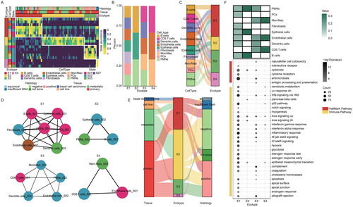 Figure 5. Landscape of cellular ecosystems in MCC. (A) Cellular state abundance patterns of MCC patients, with cell states organized into four ecotypes and tumour samples (columns) ordered by the most abundant ecotype per sample. (B) The proportions of cell types in four ecotypes in MCC. (C) Sankey diagram showing distribution of cellular states in four ecotypes. (D) Network organization of cellular states in four ecotypes. (E) Sankey diagram showing the relationship of four ecotypes, tissue, and merkel cell polyomavirus status. (F) Molecular characteristics of four ecotypes. The abundance of cell types in four ecotypes (top), the functional pathways of four ecotypes (bottom).