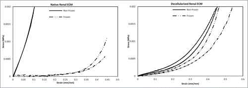 Figure 2. Stress/strain curves representing the upper and lower bounds for frozen/thawed and non-frozen samples (n = 20). Freezing/thawing significantly reduced the modulus of elasticity of native kidneys (P value < 0.0001); however, there was not an additive effect of freezing/thawing for decellularized renal ECM (P value = 0.0636).