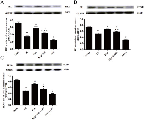 Figure 8. Hyp upregulates TRPV4 expression associated with activating IP3- and PKC-mediated signalling pathways. (A) Increased effect of Hyp on the expression of the PKC protein was obviously attenuated by the PKC specific blocker BisI. (B) Upregulated effect of Hyp on the protein level of IP3R was significantly inhibited by the IP3 receptor blocker 2APB. (C) Pharmacologic inhibition of IP3 and/or PKC partially ablated the upregulation of TRPV4 expression elicited by Hyp in endothelial cells from CBAs (n = 3). **p < 0.01 vs. sham; #p < 0.05, ##p < 0.01 vs. IR; Δp < 0.05 vs. Hyp; ▲p < 0.05, ▲▲p < 0.01 vs. BisI + 2APB.