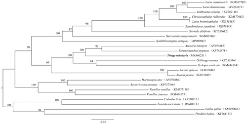 Figure 1. Phylogeny of T. nebularia and closely related 20 mitochondrial sequences constructed using the maximum likelihood (ML) method by analyzing 13 protein-coding genes (PCGs). Numbers above each branches are the ML bootstrap support. GenBank accession numbers of each species are shown in parentheses.