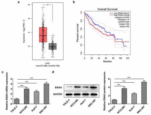 Figure 1. ENAH expression is elevated in HCC tissues and cells. GEPIA2 database detected ENAH expression (a) in HCC tumor tissues and (b) predicted the correlation between ENAH and the overall survival rate of HCC patients. (c) RT-qPCR and (d) Western blot analysis tested ENAH expression in HCC cells. ***P < 0.001. ENAH, Enabled homolog.