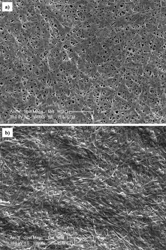 Figure 5. SEM images of BCs produced in a) HS and b) OOMW media.