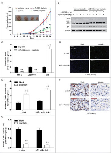 Figure 8. MiR-144 overexpression enhanced the anti-cancer effect of cisplatin in nude mice. A. Tumor volume of mice in the miR-144+cisplatin group was significantly lower. *P < 0.05, **P < 0.01, compared with the cisplatin group. B. LC3 II/LC3 I ratio and TGF-α expression in implanted tumor was significantly lower in the cisplatin+miR-144 mimic group revealed by western blot. The expression of p62, on the other hand, was significantly enhanced in tumors of mice of cisplatin+miR-144 mimic group. C. The histogram showed the protein levels of TGF-α, LC3 II LC I and p62. **P < 0.01, compared with the cisplatin group. D. The apoptotic cells in cisplatin+miR-144 mimic group were more than that in the cisplatin group. E. The histogram showed the number of TUNEL positive cells in every group. **P < 0.01, compared with the blank group. F. In paraffin sections of the tumors, the cell proliferation marker, Ki67, was significantly fewer in the cisplatin+miR-144 mimic group than in the cisplatin group. G. A histogram showed the number of Ki67-positive cells.