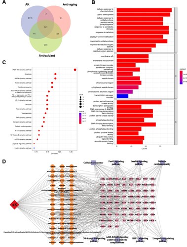 Figure 2. Network pharmacological analysis of AKWE on the antioxidative effects. (A) Venn diagram depicting the intersection of AK target genes, anti-aging genes, and antioxidant genes. (B) GO analysis of the intersectional gene set. (C) KEGG analysis of the intersectional gene set. (D) The interconnectedness between active ingredients, target genes, and associated pathways.