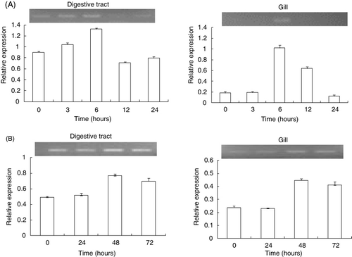 Figure 6. Expression of HdMP mRNA in abalone digestive track and gill after injection with LPS (A) or poly I:C (B). Total RNA was extracted from digestive tract and gill sampled at 0, 3, 6, 12, and 24 h postinjection of LPS and at 0, 24, 48, and 72 h postinjection of Poly I:C. β-actin was used as internal control. The relative mRNA expression levels were calculated using the intensity value ratio of HdMP to β-actin mRNA expression levels. Each value represents the mean ± standard error of the mean from triplicate RT-PCRs.