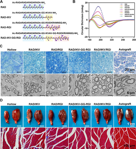 Figure 3 (A) Sequences of biofunctionalized self-assembling peptides. (B) Representative circular dichroism (CD) spectra of RAD, RAD-IKV, RAD-RGI, RAD-IKV-GG-RGI, RAD/IKV, RAD/RGI, RAD/IKV-GG-RGI, and RAD/IKV/RGI Solutions. (C) Transverse sections of harvested nerve grafts stained with toluidine blue, alongside TEM of regenerated nerves. (D) Macroscopic visualizations of dissected gastrocnemius muscles at the 12th-week time point, accompanied by Masson’s trichrome staining of cross-sections from muscles affected by injury. Reproduced from Yang S, Wang C, Zhu J, et al. Self-assembling peptide hydrogels functionalized with LN- and BDNF- mimicking epitopes synergistically enhance peripheral nerve regeneration. Theranostics. 2020;10(18):8227–8249; under the terms of a Creative Commons Attribution 4.0 International License.Citation74