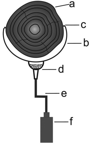 Figure 1. Design of lysimeters: a – logs; b – polyethylene tube; c – silicone seal; d – plastic funnel with quartz sand; e – plastic hose; f – plastic bottle.