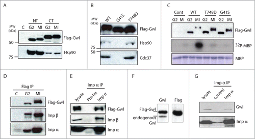 Figure 2. Gwl binds to Hsp90/Cdc37 and importins. (A) Hsp90 binds to the N-terminal half of Gwl kinase. Oocytes were injected with mRNA encoding Flag-tagged N- or C-Terminal Gwl (Fig. 5A) and incubated overnight. Some oocytes were then treated with progesterone and monitored for entry into meiosis I (MI). Oocyte extracts were immunoprecipitated with anti-Flag antibody beads, and the immunoprecipitates were analyzed by immunoblotting for Flag and Hsp90. (B) The GXXGXG motif is essential for binding to Hsp90/Cdc37. Oocytes were injected with mRNA encoding WT, G41S, or T748D Flag-Gwl and incubated overnight. Oocyte extracts were immunoprecipitated with anti-Flag antibody beads and immunoprecipitates were immunoblotted for Flag, Hsp90, and Cdc37. (C) mRNAs encoding WT, G41S, or T748D Flag-Gwl were injected into G2 oocytes followed by overnight incubation. Maturation was then induced in some oocytes by progesterone. Flag-Gwl immunoprecipitates were prepared from G2 and MI oocytes and analyzed for Flag (upper panel) or kinase activity against myelin basic protein (MBP, middle panel, autoradiograph). The level of MBP in the assays is shown as a loading control (lower panel). (D) Gwl binds importins. Immunoprecipitates from oocytes in G2 and MI expressing Flag-Gwl were prepared as in Figure 1, and Flag-Gwl bound proteins were analyzed by immunoblotting using antibodies against Flag, importin α, and importin β, as indicated. (E) Oocytes were injected with mRNA encoding Flag-Gwl and incubated overnight. Oocytes were then treated with progesterone and MI extracts were immunoprecipitated with preimmune or importin α serum, and followed by immunoblotting using Flag, importin β, or importin α antibodies, as indicated. (F) Oocytes were injected with mRNA encoding Flag-Gwl and incubated overnight, and analyzed by immunoblotting using antibodies against Gwl and Flag. (G) Immunoprecipitation of importin α was performed from Xenopus egg extracts, followed by immunoblotting using Gwl and importin α antibodies, as indicated.