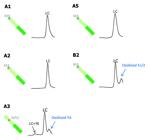 Figure 7. Comparison of tBHP induced oxidation on LC. RP chromatographic regions of LC related peaks are presented. Grey dots denote non-conserved methionine residues on LC.