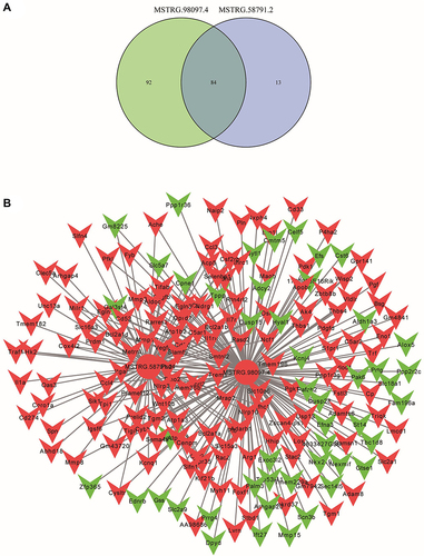 Figure 7 The lncRNA-mRNA network between two candidate lncRNAs and their target genes. (A) The common target genes of MSTRG.58791.2 and MSTRG.98097.4. (B) The network and core genes involving in DIC.