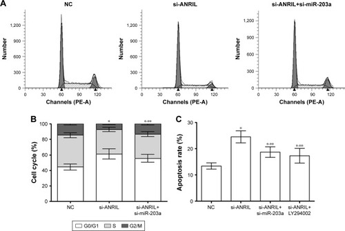 Figure 3 Effect of lncRNA ANRIL silencing on anoikis and cell cycle in U251 cells.