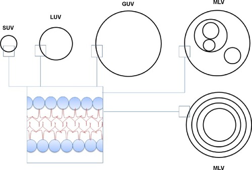 Figure 3 Schematic representation of types of liposomes and enlarged view of the layers of phospholipids.Abbreviations: GUV, giant unilamellar vesicle; LUV, large unilamellar vesicle; MLV, multilamellar vesicle; SUV, small unilamellar vesicle.