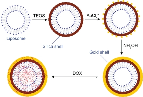 Figure 1 Schematic of the formation of a DOX-loaded gold nanoshell (DOX-loaded liposome/SiO2/Au).Abbreviations: DOX, doxorubicin; TEOS, tetraethyl orthosilicate.