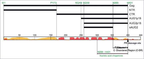 Figure 1. Schematic representation of Ty1 Gag and Gag-derived proteins. At the bottom is a prediction of ty1 gag disordered (yellow) and α-helical (red) regions (16).