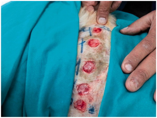 Figure 1. Skin wounds (2 cm in diameter) on one side of the thorax of the dog.