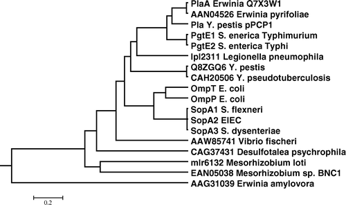 Figure 2.  Phylogenetic tree of the omptin family members from theA26 family from the MEROPS database Citation[56]. Scale bar refers to time in million years. MEGA3 software and UPGMA method were used to contract the tree Citation[68].