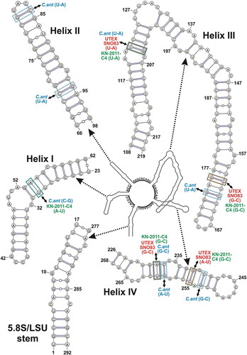 Fig. 3. Hypothetical secondary structure of the ITS2 spacer for Coccomyxa cimbrica sp. nov. The whole secondary structure is represented on a small scale in the centre of the figure; the nucleotide sequences of the spacers between the four main helices are reported on the structure. The 5.8S/LSU stem and the four main helices, indicated by dotted arrows, are depicted in detail at higher magnification; in paired regions, A-U pairings are represented with a single line, G-C pairings with a double line, and unconventional pairings with a line interrupted by a circle. Compensatory base changes (CBCs) between C. cimbrica and some focus taxa are represented by coloured squares (light blue for C. antarctica Ua6, red for strain UTEX SNO83, light green for strain KN-2011-C4) connected to the name of the interested taxon by double-headed black arrows.