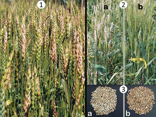 Fig. 1. Manitoba field of hard red spring wheat with fusarium head blight. (Photo A. Tekauz.)Fig. 2. ‘Roblin’ wheat in an inoculated fusarium head blight (FHB) nursery: a , ‘Roblin’ progenitor. b , Line derived from ‘Roblin’ showing epigenetically induced changes including awns and improved FHB reaction.Fig. 3. Grain from ‘Roblin’ wheat from inoculated fusarium head blight (FHB) nursery: a , Grain from ‘Roblin’ progenitor. b , Grain from line derived from ‘Roblin’ which was selected for improved FHB reaction among epigenetic variants.