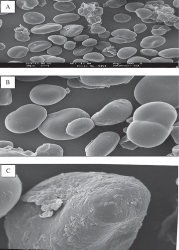 Figure 7 Scanning electron micrograph of heat-moisture (25%) treated starch of Sword bean (SHT-25) at 500 (A), 1000 (B), and 3000 (C) × magnification.