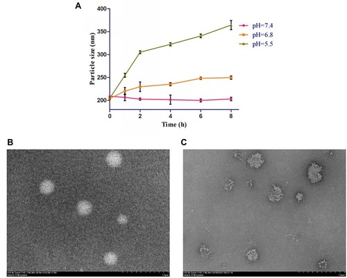 Figure 5 pH-responsive size behaviors of mixed micelles.Notes: (A) Particle size variation of mixed micelles at different pH values within 8 hrs. (B) TEM image of mixed micelles at pH 7.4. (C) TEM image of mixed micelles at pH 5.5 after 4 hrs.