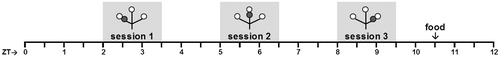 Figure 1. Schematic overview of the daily TPL testing protocol. Open circles indicate food (powdered standard rodent chow, <0.1 g) at the end of an arm of the maze; grey circles indicate the non-target shock location. Mice were tested individually three times a day in 10 minute trials, with an intersession time of 3 hours. Bodyweights were taken before each trial. Mice received an individual amount of food at the end of each day in order to maintain body weight at 85–87% of ad libitum feeding weight. Testing was performed in the light phase. ZT0 (zeitgeber time zero) indicates lights on.