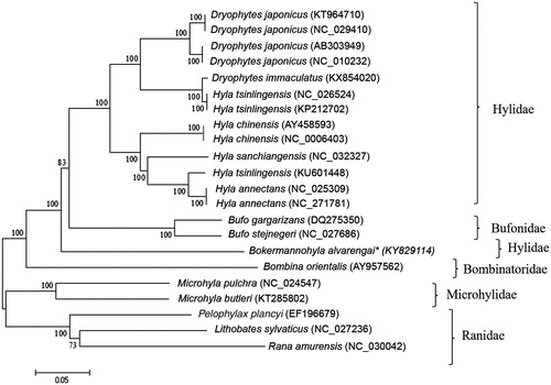 Figure 1. Phylogenetic tree generated using neighbor-joining algorithm based on complete mitochondrial genomes of the anuran species Dryophytes japonicus, D. immaculatus, Hyla tsinlingensis, H. chinensis, H. sanchiangensis, H. annectans, Bokermannohyla alvarengai, Bufo gargarizans, B. stejnegeri, Bombina orientalis, Microhyla pulchra, M. butleri, Pelophylax plancyi, Lithobates sylvaticus, and Rana amurensis. The phylogenetic tree was constructed under the Kimura-2 parameter model and consensus tree using 1000 bootstrap. Numbers indicate support of each clade.