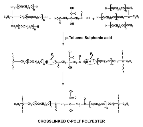 Scheme 1. Synthetic scheme of (citric acid – co – polycaprolactone triol) polyester [C-PCLT ]