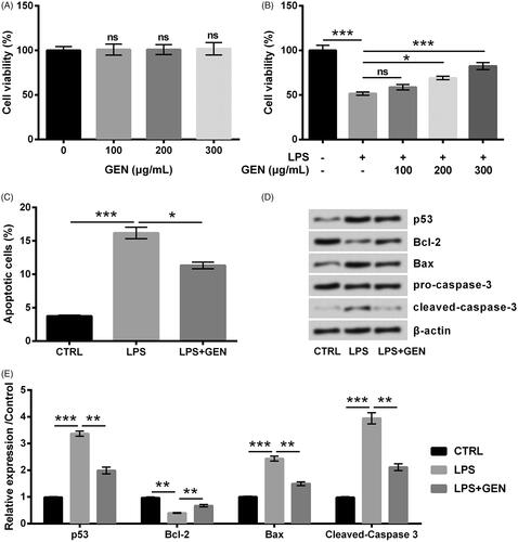 Figure 1. Geniposide attenuates PC12 cells viability loss and apoptosis induced by LPS. PC12 cells viability was examined by CCK-8 assay, (A) after the cells were treated by various does of geniposide alone, (B) or in combination with LPS. (C) Apoptosis rate and (D) the accumulation of proteins involved in apoptosis were detected by flow cytometry and Western blot respectively, after treating with LPS or LPS plus geniposide. (E) Semi-quantitation of relative protein accumulation based on the results of Western blot. ns: no significance; *, p < .05; **, p < .01; ***, p < .001.