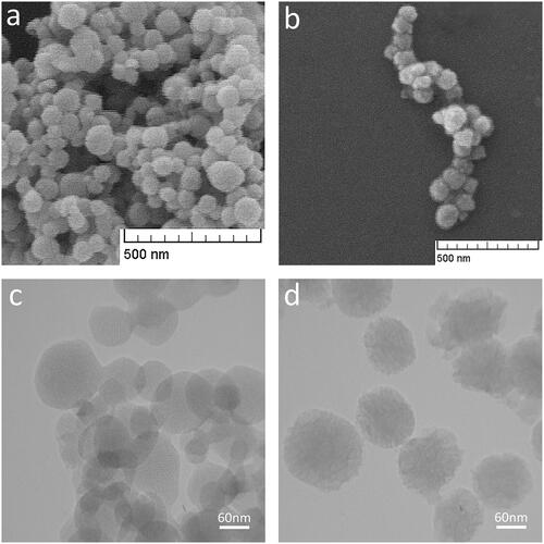 Figure 2. FE-SEM images of MSNs-calcinated (a), MSN@CS (b), TEM images of MSNs-calcinated (c) and MSN@CS (d).
