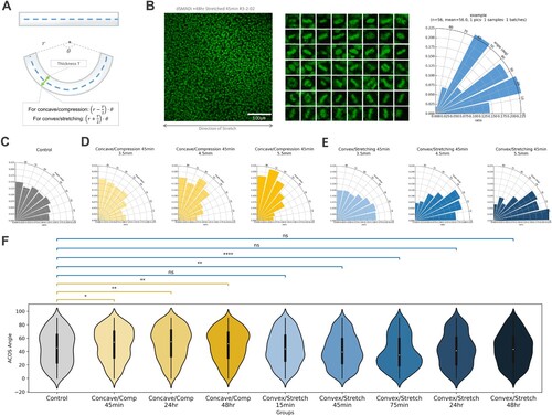 Figure 3. Division angle characterization of hESC-NE on plate curving cell culture. (A) A schematic for estimating strain magnitude for plate curving. (B) An example of semi-automated division angle measurement from a Hoechst image. (C) The angular distribution of the uncurved hESC-NE. (D) The angular distributions of hESC-NE on concave surface, applied with differing compression magnitudes derived from the plate thickness of 3.5 mm (n = 595), 4.5 mm (n = 867), and 5.5 mm (n = 506), respectively. (E) The angular distributions of hESC-NE on convex surface, applied with differing stretching magnitudes derived from the plate thickness of 3.5 mm (n = 735), 4.5 mm (n = 974), and 5.5 mm (n = 240), respectively. (F) A violin plot of hESC-NE on curvature at different temporal exposure, placed under concave or convex surface, with KS test annotation compared from uncurved control. (Control_temporal n = 418, Stretch 15 min n = 572, Stretch 45min_temporal n = 697, Stretch 75 min n = 630, Stretch 24hr n = 411, Stretch 48hr n = 505, Comp 45min_temporal n = 488, Comp 24hr n = 411, Comp 48hr n = 629), with the testing of each group by two-sample Kolmogorov-Smirnov test for their statistically significant difference. P-values from K-S test were marked with asterisks if found significant or marked as ns for non-significance. (ns: p > 0.05. *: 0.01 < p ≤ 0.05. **: 0.001 < p ≤ 0.01. ***: 0.0001 < p ≤ 0.001. ****: p ≤ 0.0001).
