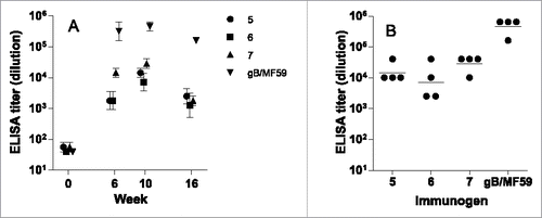 Figure 5. ELISA from rabbits immunized with CRM-conjugated AD-2 peptides, or gB with an oil-in-water adjuvant. (A) Time course of immune response, group geometric mean and standard error; and (B) individual rabbits' titers at the peak response (week 10). The lower limit of detection is 1:40. None of the AD-2 peptide vaccines were superior to gB/MF59 at any time after immunization.