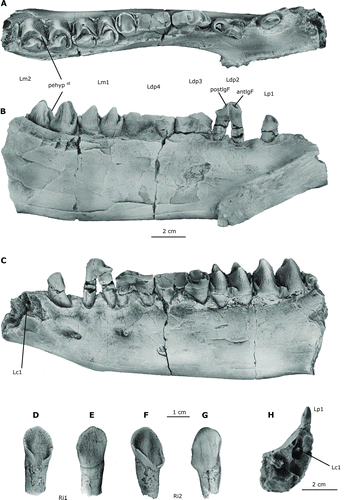 FIGURE 4 Lower dentition of Arretotherium meridionale, sp. nov. A, UF 244187, juvenile left dentary with left dc1, partially erupted left canine, p1, dp2–dp4, m1–m2, and associated right i1–i2 and mandibular symphysis, occlusal view; B, lingual view; C, labial view; D, associated right i1, lingual view; E, labial view; F, associated right i2, lingual view; G, labial view; H, detailed view of the anterior part of UF 244187 showing the erupting Lc1. Abbreviations: pehypid , prehypocristid; postlgF, posterolingual furrow; antlgF, anterolingual furrow.