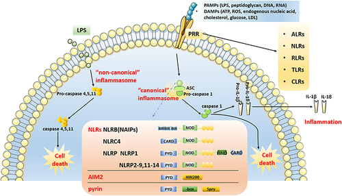 Figure 2 Overview of inflammasome pathway. The “canonical” inflammasome pathway: After PRRs recognize PAMPs and DAMPs, NLRs, AIM2 and pyrin form inflammasome complexes with ASC, pro-caspase 1 through PYD and/or CARD, and then activate caspase-1. Inflammatory factor such as IL-1β and IL-18 are matured and secreted, and eventually results in inflammation and cell death. The “non-canonical” inflammasome pathway: Inflammasomes directly bind to LPS to activate caspase-11, caspase-4 and caspase-5 through the CARD, resulting in cell death.