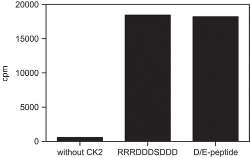 Figure 2.  Radiometric CK2 activity assay. The DABCYL- and EDANS-labeled peptide (D/E-peptide) was subjected to a radiometric phosphotransferase assay. Comparison with the unlabeled peptide showed qualification of the D/E-peptide as a CK2 substrate.