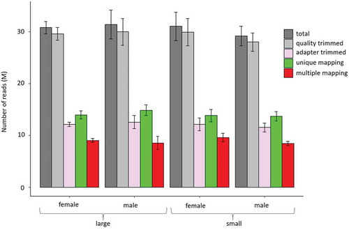 Figure 2. Number of total raw (dark grey), quality-trimmed (light grey), adapter-trimmed (purple), uniquely mapping (green), and multiple mapping (red) reads in the group of large and small females and males, respectively.