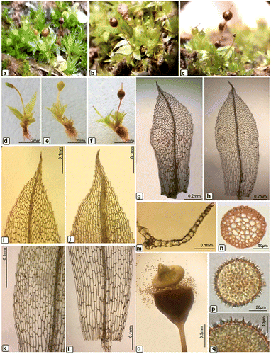 Figure 1. Morphological details of Physcomitrium eurystomum Sendtn. (a–c) plants; (d–f) developmental stage of capsule; (g–h) leaves; (i–j) apical laminal cells; (k) middle laminal cells; (l) basal laminal cells; (m) cross-section of leaf; (n) cross-section of seta; (o) dehisced capsule; (p) spores; (q) enlarged view of spore.